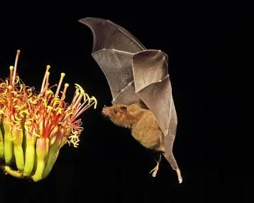 Bats Are Good for the Environment